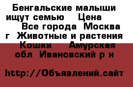 Бенгальские малыши ищут семью) › Цена ­ 5 500 - Все города, Москва г. Животные и растения » Кошки   . Амурская обл.,Ивановский р-н